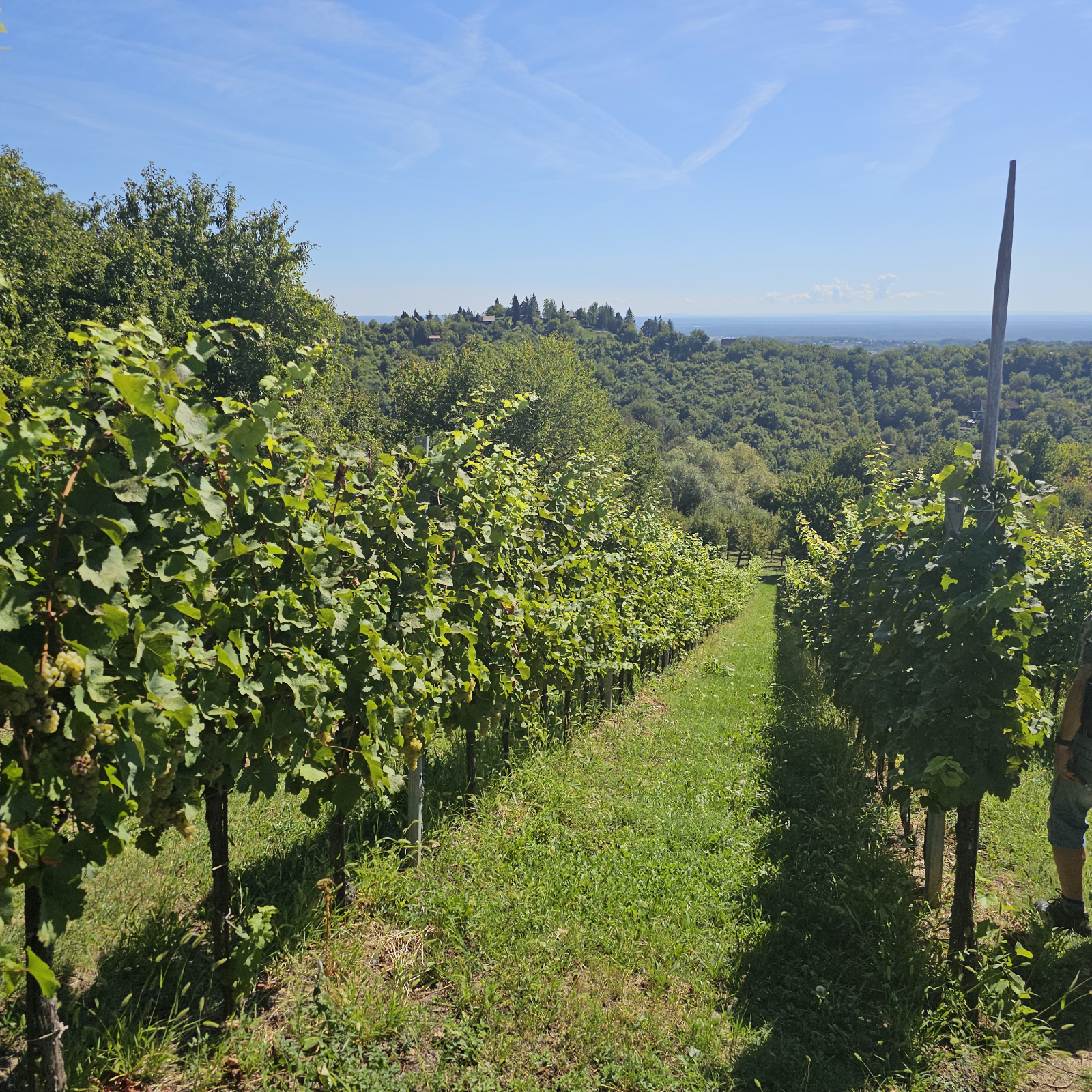 Vinogradi Vinarije Zaher