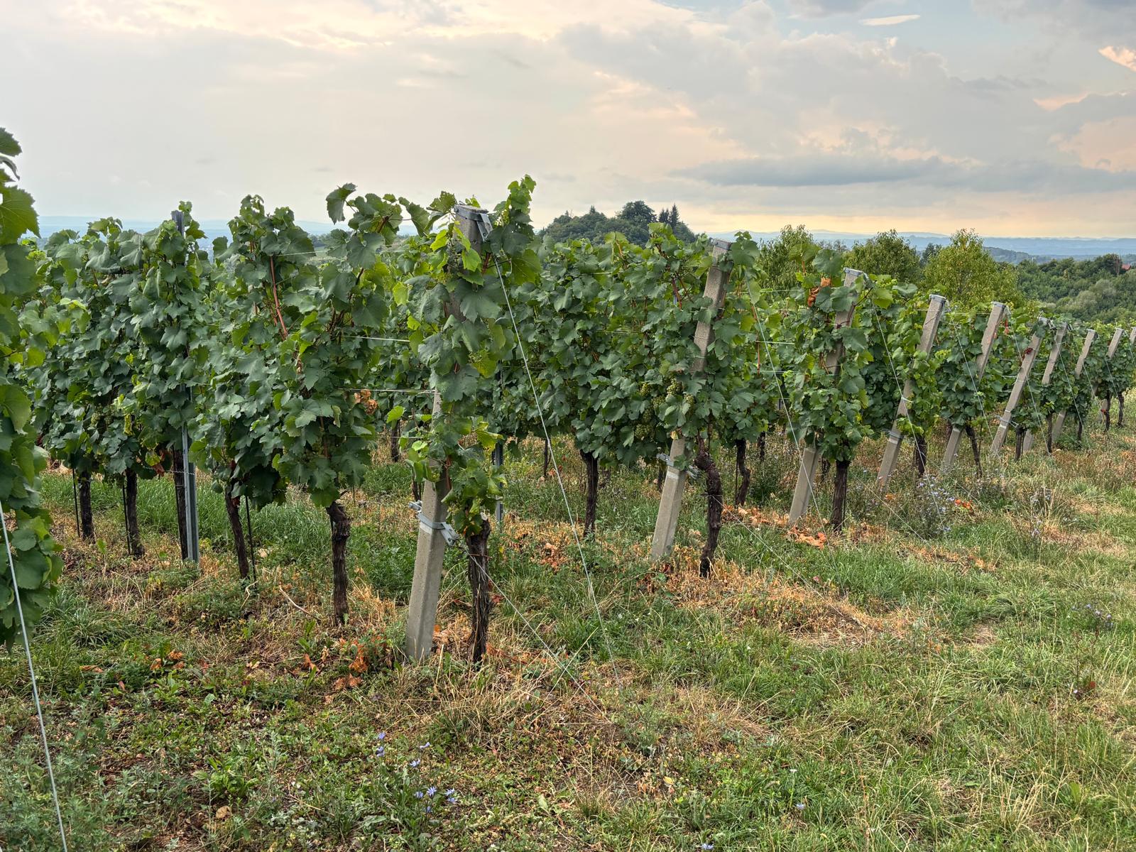 Vinograd Vina Zaher s pogledom na plešivičke brežuljke