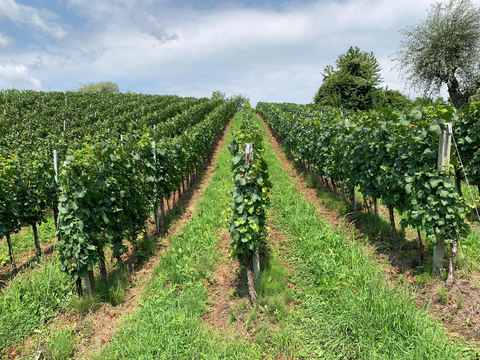 Redovi vinove loze u vinogradu Vina Zaher
